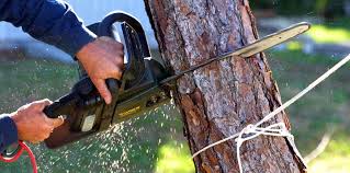 Best Emergency Tree Removal  in Grand Terrace, CA