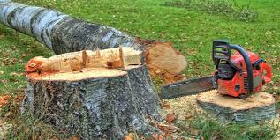  Grand Terrace, CA Tree Care Pros