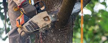 Best Pest Control for Lawns  in Grand Terrace, CA