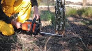 Best Storm Damage Tree Cleanup  in Grand Terrace, CA