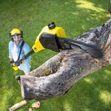 Best Tree Risk Assessment  in Grand Terrace, CA