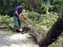 Best Hedge Trimming  in Grand Terrace, CA