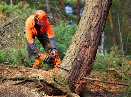 Best Fruit Tree Pruning  in Grand Terrace, CA