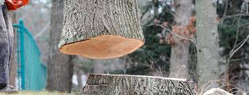 Best Tree Cabling and Bracing  in Grand Terrace, CA