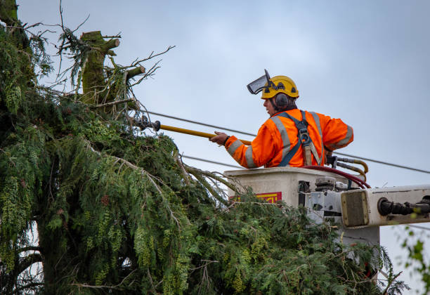 Best Tree Trimming and Pruning  in Grand Terrace, CA