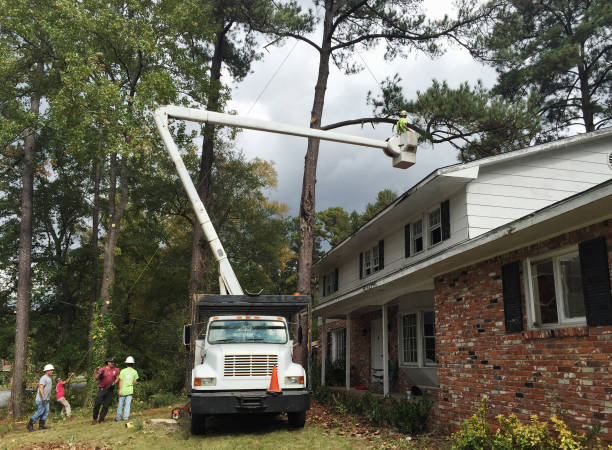 Best Tree Removal  in Grand Terrace, CA