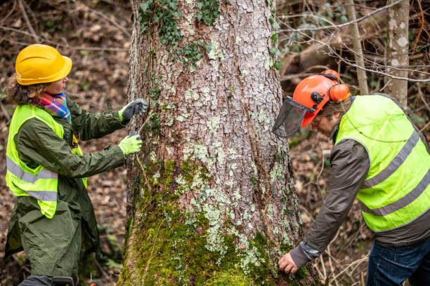Best Hazardous Tree Removal  in Grand Terrace, CA