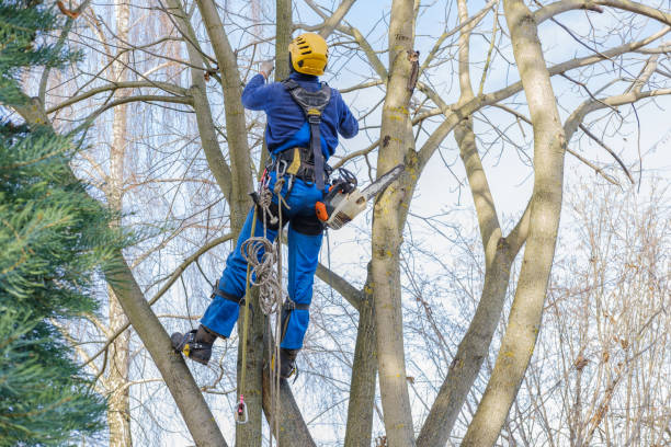 Best Utility Line Clearance  in Grand Terrace, CA