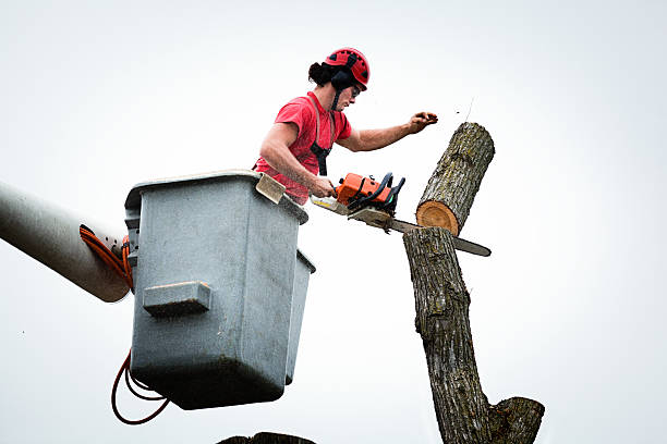 Grand Terrace, CA Tree Care Company
