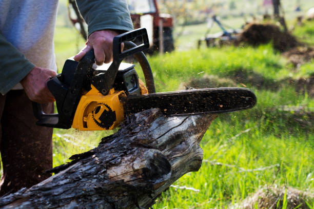 Lawn Maintenance Plans in Grand Terrace, CA
